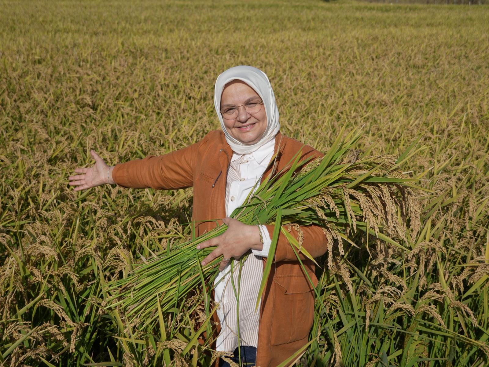 KONURALP PİRİNCİNDE HASAT ZAMANI