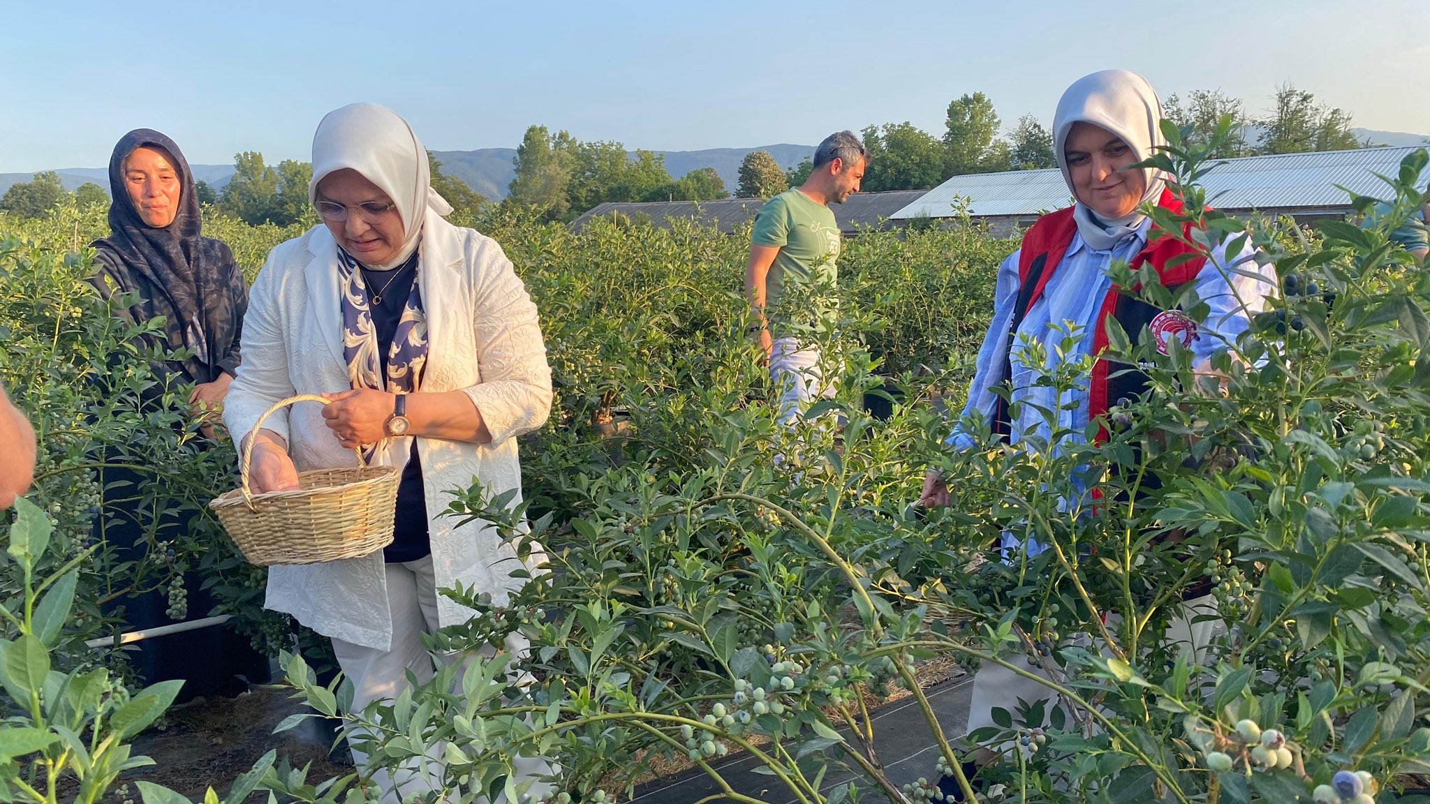 DÜZCE'DE MAVİ YEMİŞ ZAMANI